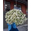 Flowers delivery Yerevan