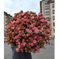 Flowers delivery Armenia