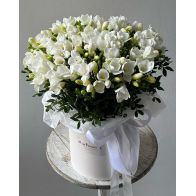 սպիտակ ֆրեզիաներ