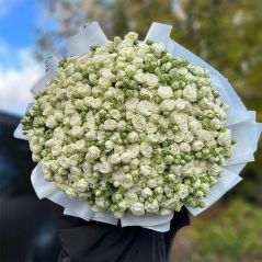 white peony roses yerevan
