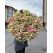 Flowers delivery Armenia