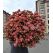 Flowers delivery Armenia