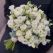 flowers yerevan