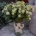flowers in yerevan