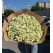 Flowers delivery Armenia