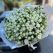 flowers yerevan