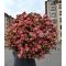 Flowers delivery Armenia