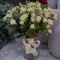 flowers in yerevan